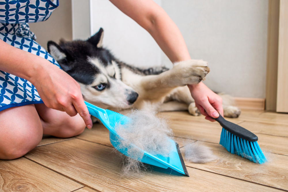 Woman cleaning dog hair. Credit: Shutterstock