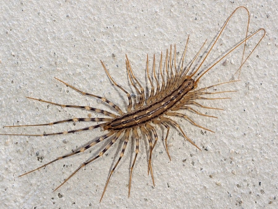 House Centipedes