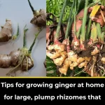 Tips for growing ginger at home for big, plump roots that can be eaten all year round.