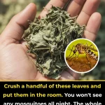 Crush a handful of these leaves and put them in the room. You won’t see any mosquitoes all night. The whole family can sleep peacefully