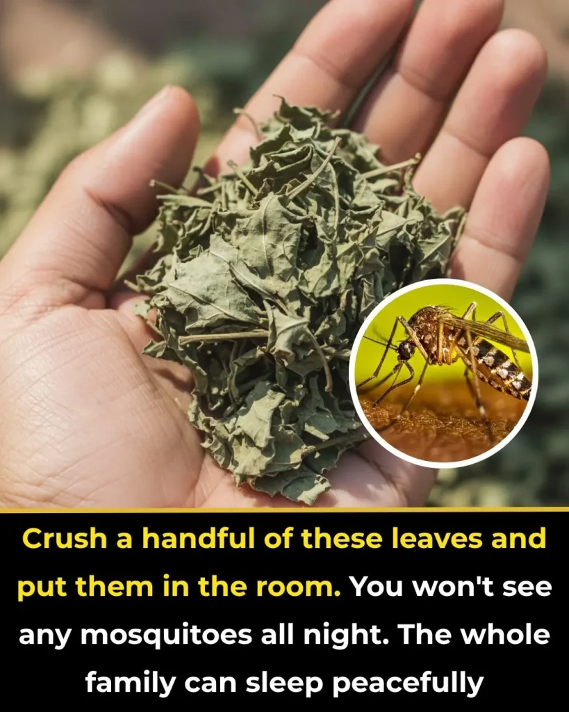 Crush a handful of these leaves and put them in the room. You won’t see any mosquitoes all night. The whole family can sleep peacefully