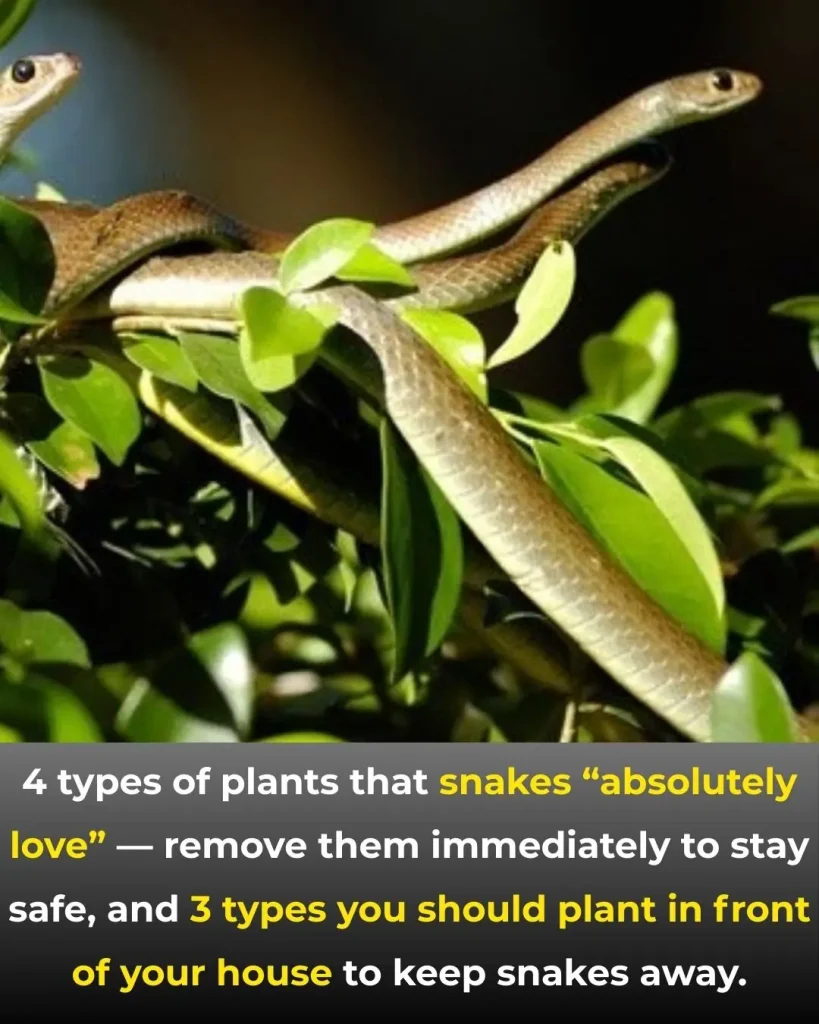 4 Plants Snakes Are Strangely Attracted To — Remove Them Immediately for Your Family’s Safety
