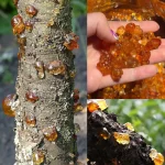 The Power of Peach Tree Resin (Tao Jiao): 15 Surprising Benefits and How to Use It at Home