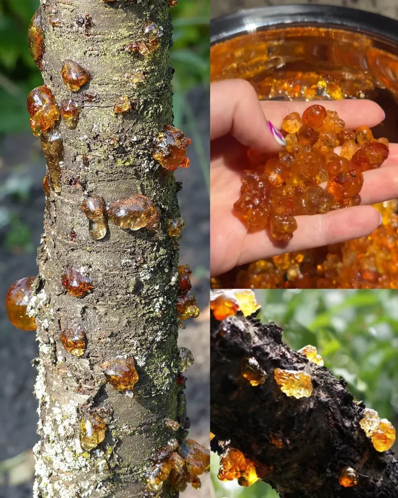 The Power of Peach Tree Resin (Tao Jiao): 15 Surprising Benefits and How to Use It at Home