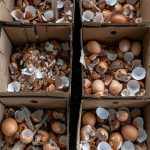 You are doing it all wrong. Here’s the right way to use eggshells as fertilizer