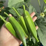 Doctors reveal that eating okra causes …