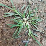 Come across this plant, and you’ve hit the jackpot. Funny thing is, most people don’t even give it a second glance. It’s one of the most miraculous in the world