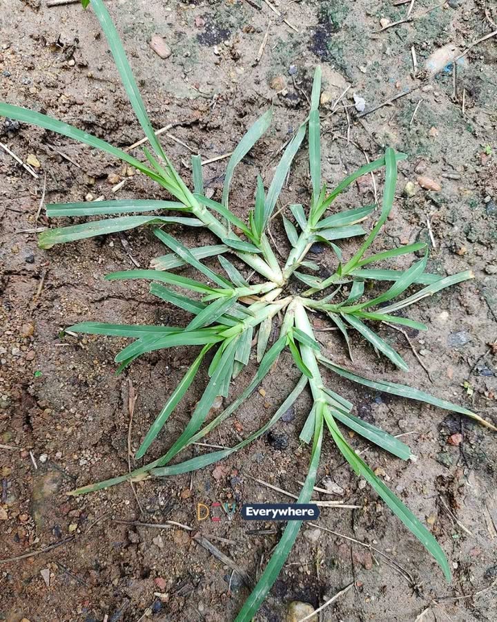 Come across this plant, and you’ve hit the jackpot. Funny thing is, most people don’t even give it a second glance. It’s one of the most miraculous in the world