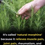 Discover the Power of Rosemary: Nature’s Potent Pain Reliever & Healing Herb