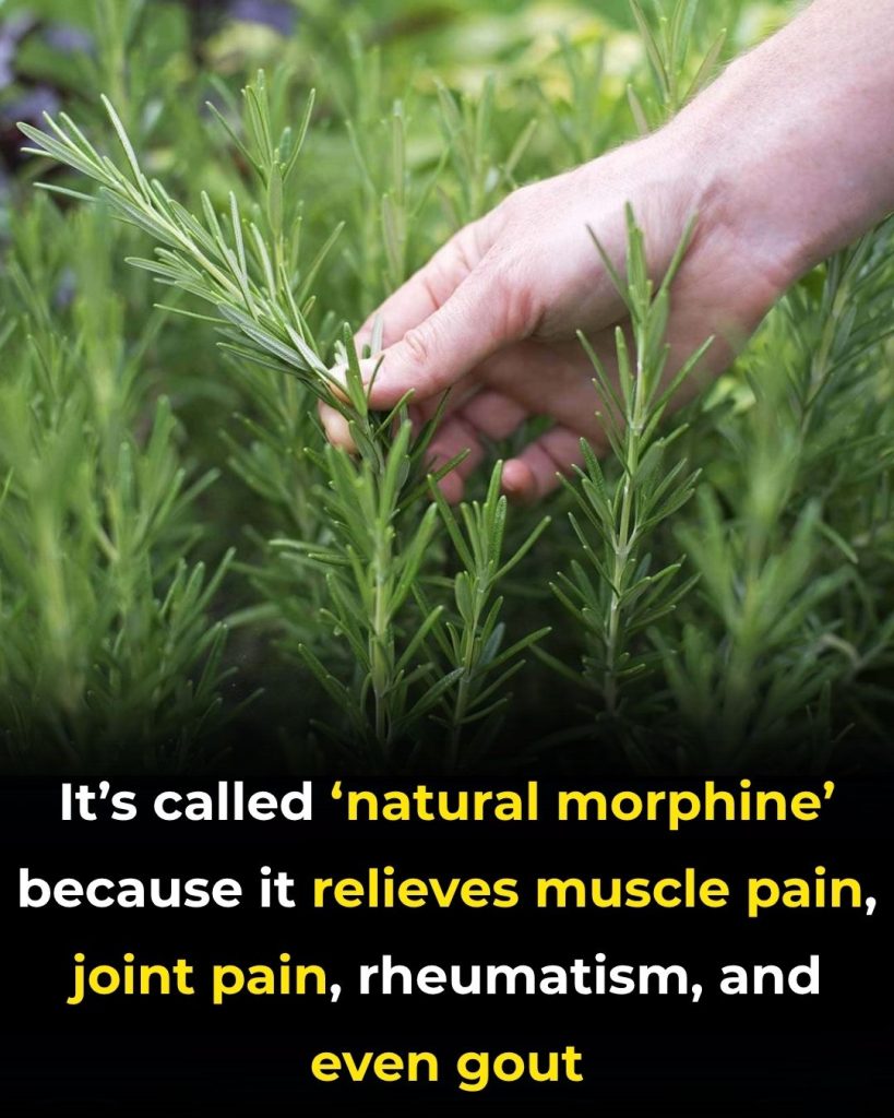 Discover the Power of Rosemary: Nature’s Potent Pain Reliever & Healing Herb