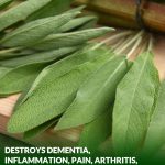 Everything you can do with this plant: all of Grandma’s uses