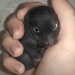 The Morning I Discovered a “Puppy” That Was Something Truly Unexpected