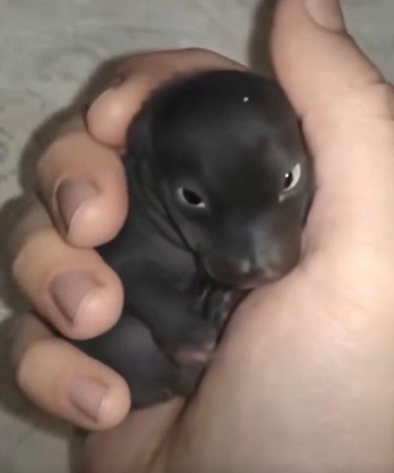 The Morning I Discovered a “Puppy” That Was Something Truly Unexpected