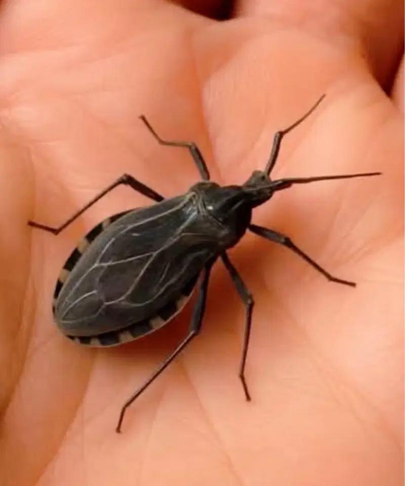 Early Signs You Might Have Been Bitten by a Dangerous Insect
