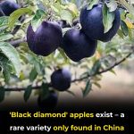 ‘Black Diamond’ Apples Exist — A Rare Variety Only Found in China And Tibet