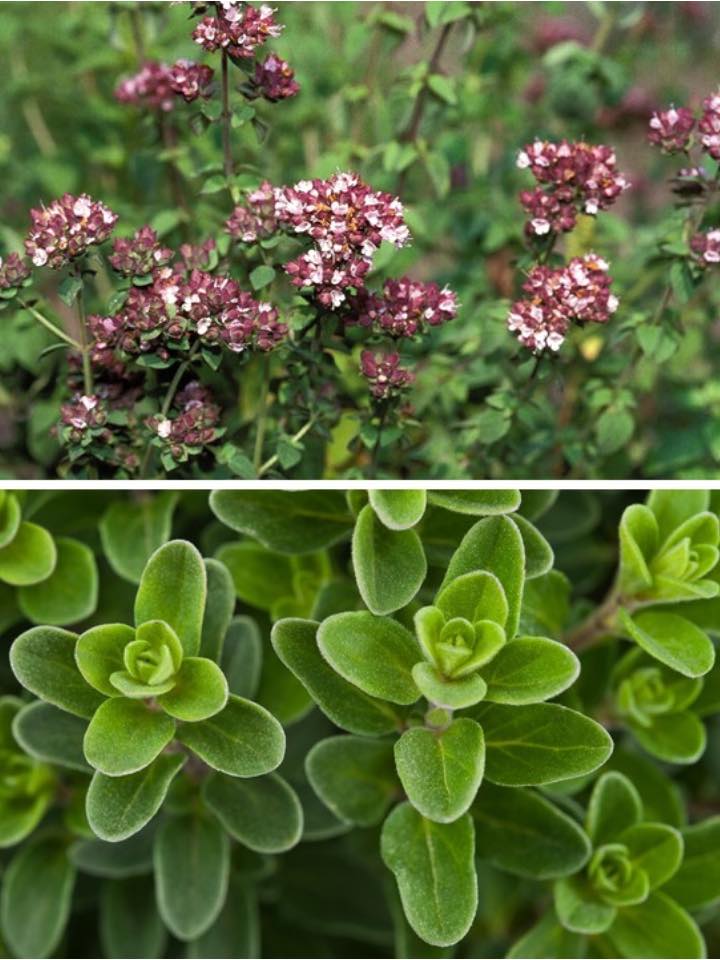 It is among the most powerful plants in the world