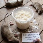 How to get rid of rats and cockroaches with rice: An effective and natural home remedy