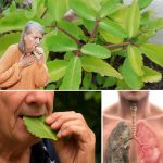 Leaf of Life – The Healing Plant Growing in Your Backyard