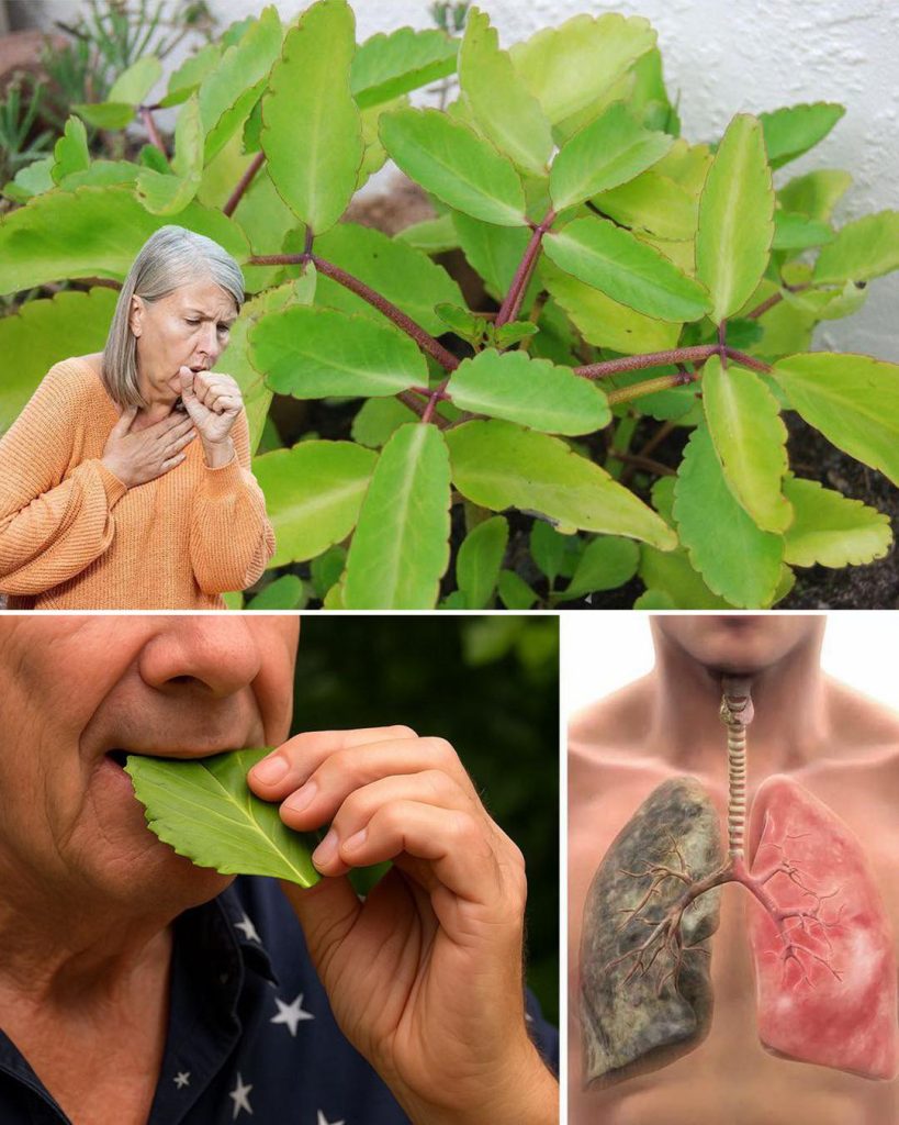 Leaf of Life – The Healing Plant Growing in Your Backyard