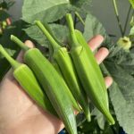 Why Okra May Support Health, According to Experts