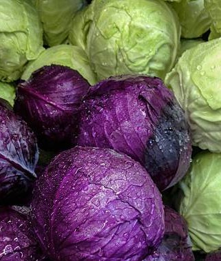Doctors reveal that eating cabbage causes …