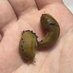 If Slugs Keep Visiting Your House, Check This Immediately
