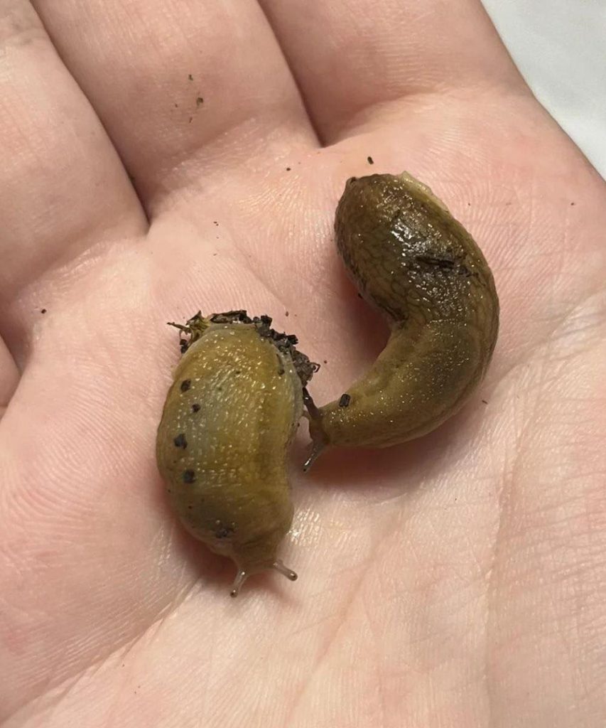 If Slugs Keep Visiting Your House, Check This Immediately