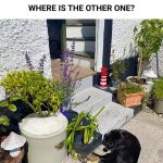 Only the most perceptive will be able to spot the two cats in this photo: can you see them?
