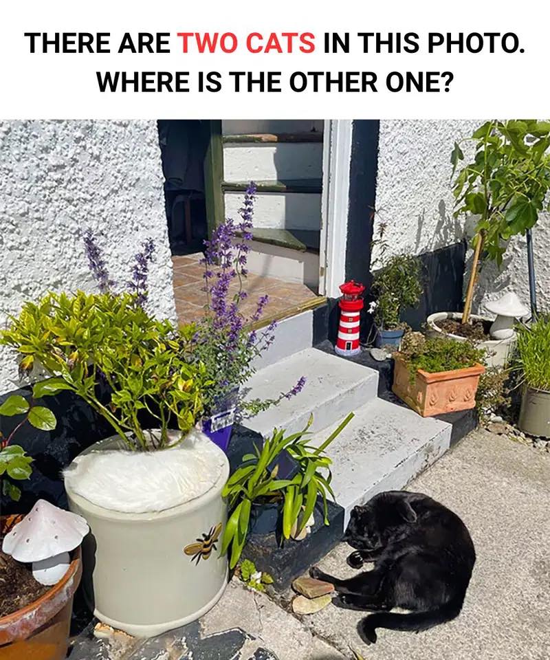 Only the most perceptive will be able to spot the two cats in this photo: can you see them?