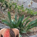 Often mistaken for a weed because it grows everywhere, but it has the power to empty out hospitals…