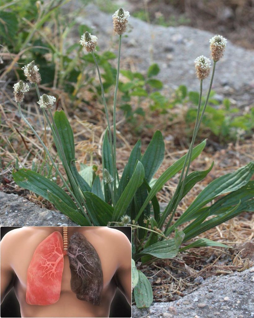 Often mistaken for a weed because it grows everywhere, but it has the power to empty out hospitals…