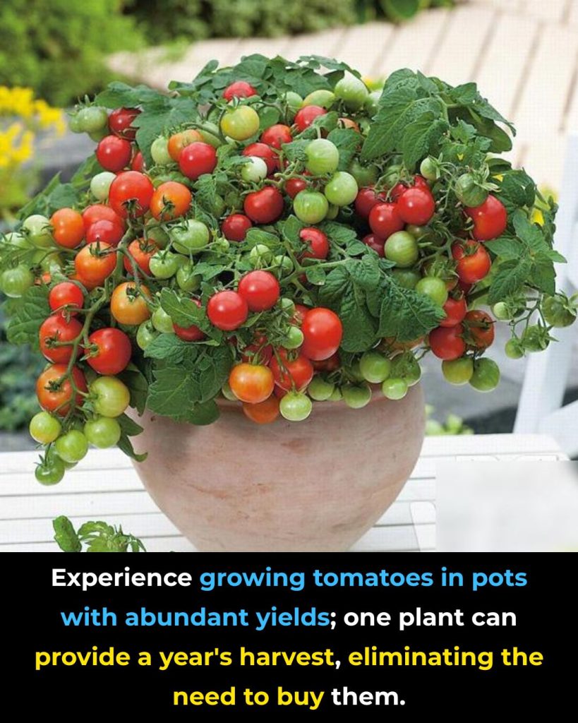 Experience in growing tomatoes in pots with lots of fruit, plant one plant and eat all year round, no need to buy