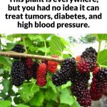 This plant is everywhere, but you had no idea it can treat tumors, diabetes, and high blood pressure