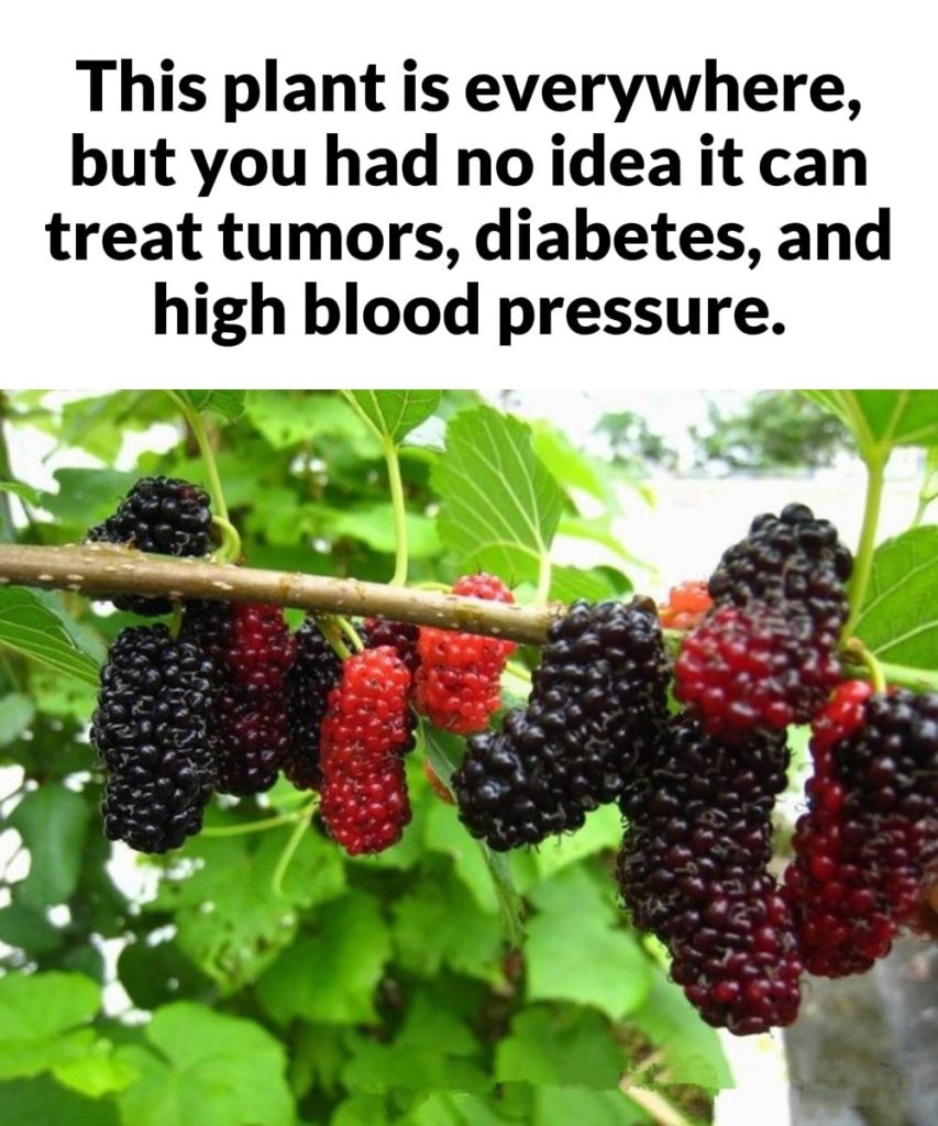 This plant is everywhere, but you had no idea it can treat tumors, diabetes, and high blood pressure