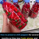 How to preserve chili peppers for several months so they stay fresh, plump, and flavorful, without drying out.