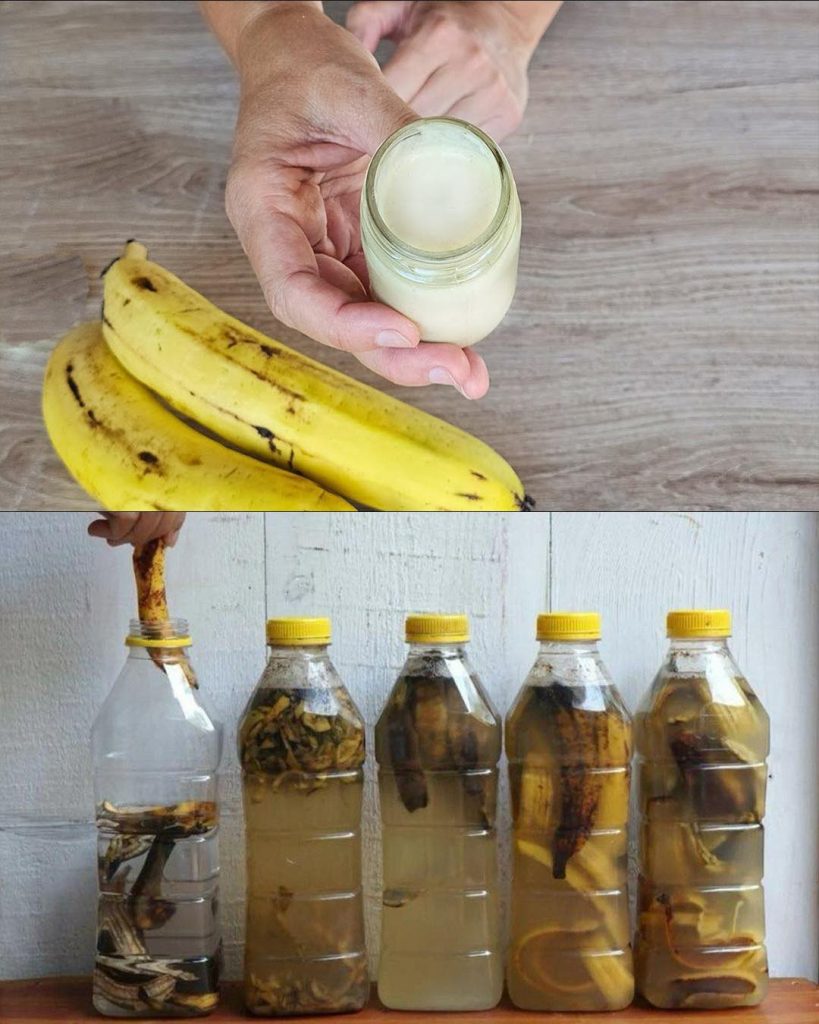 Everybody loves bananas, and most people throw away banana peels… Big mistake!