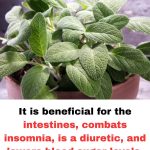 The Benefits of This Essential Culinary Plant for Brain Health in Adults Over 60