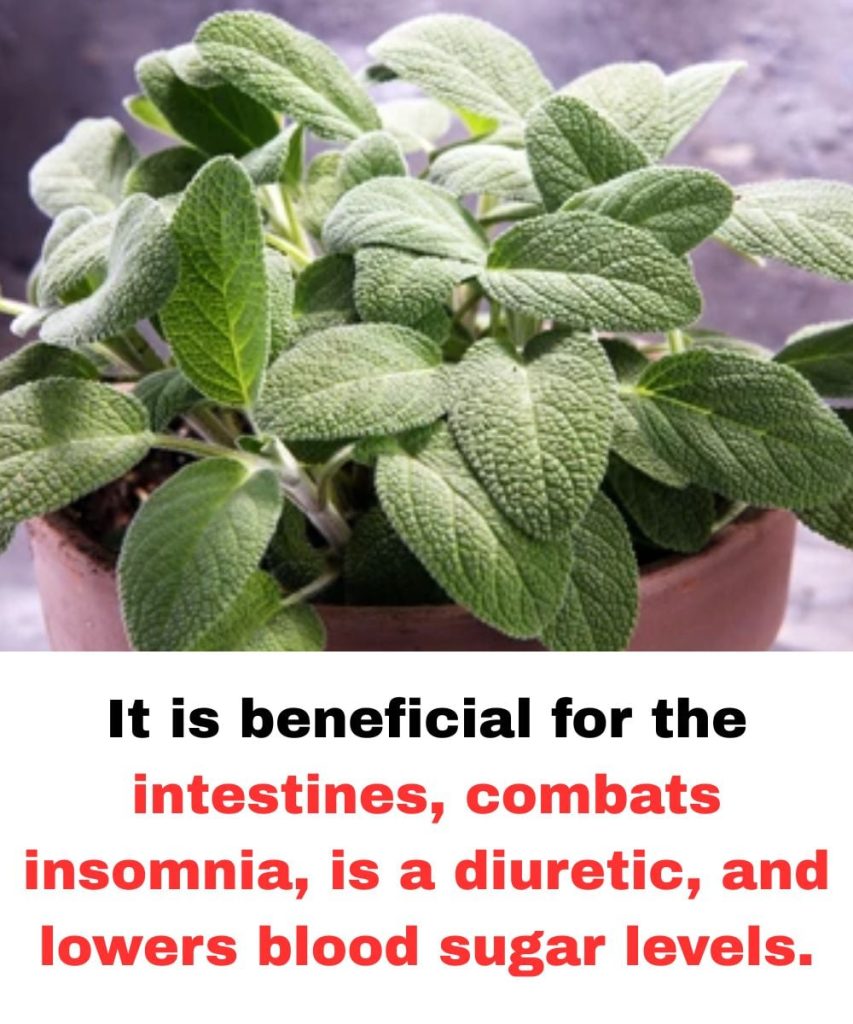 The Benefits of This Essential Culinary Plant for Brain Health in Adults Over 60