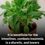 Benefits and contraindications of this essential culinary plant