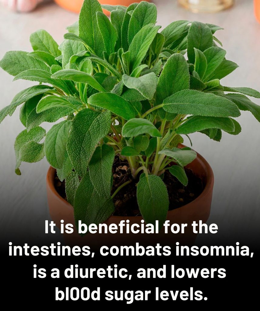 Benefits and contraindications of this essential culinary plant