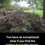 Only people with keen eyesight will find the dog hidden in this image