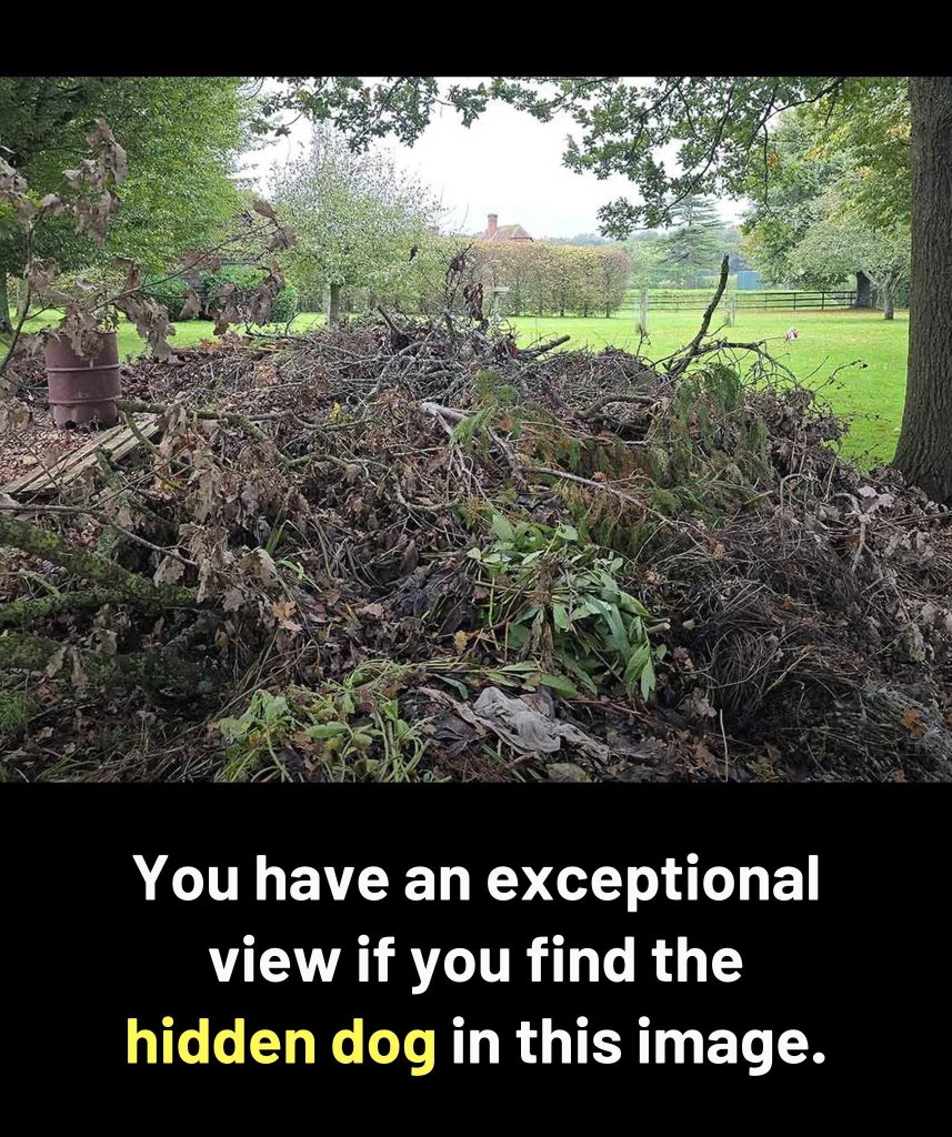 Only people with keen eyesight will find the dog hidden in this image