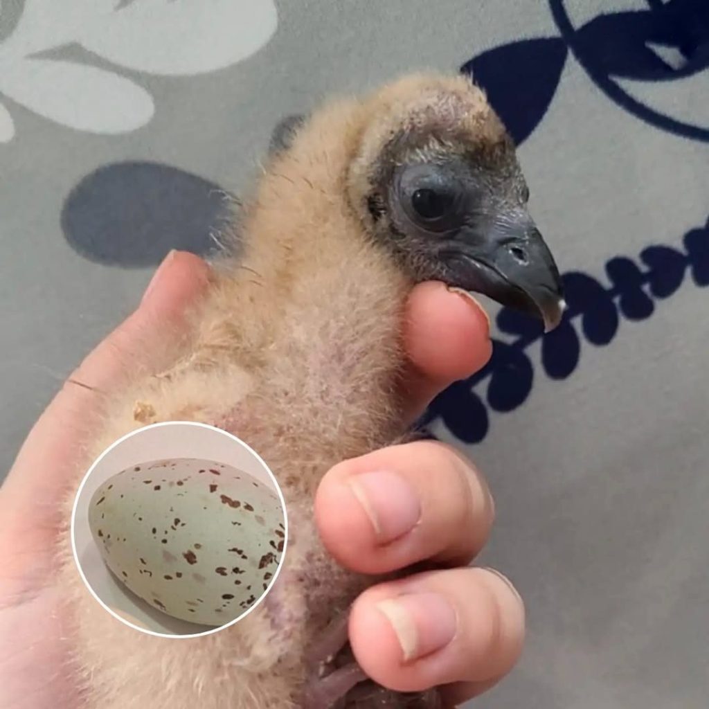 Woman Incubates Mystery Egg From An Old Barn And Can’t Believe Who’s Inside