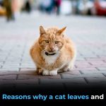 Why Cats Leave Home and Don’t Return