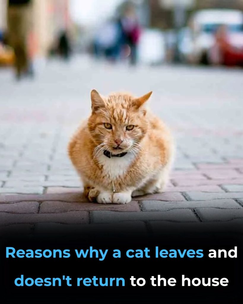 Why Cats Leave Home and Don’t Return