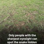 Everyone can see the grass, but only those with keen eyesight spot the snake in less than 30 seconds.