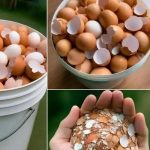 Doctors reveal that boil eggshells and say goodbye to the….See more