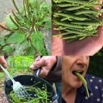 The Health Benefits and Uses of Broadleaf Plantain (Plantago major)