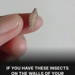 The curious insect that appears on walls and ceilings of the home