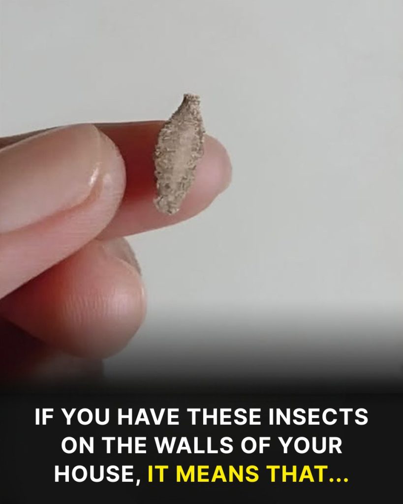 The curious insect that appears on walls and ceilings of the home